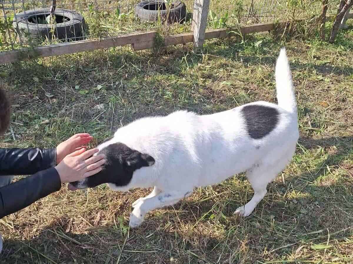 Annie, a 11 years old female Unknown available for adoption from Stray2me Rescue in Romania