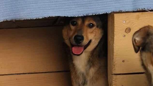 Bella, a 5 years old female Unknown available for adoption from Stray2me Rescue in Romania