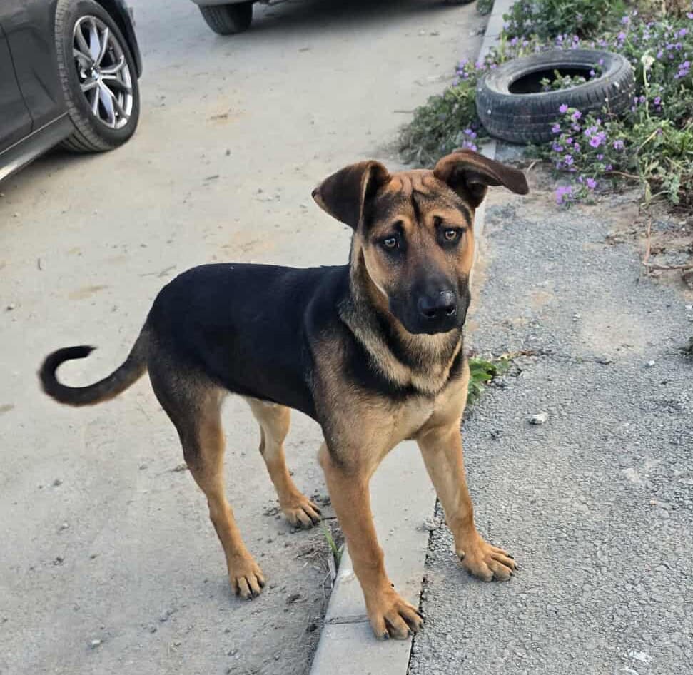 Ares, a 2 years old male Unknown available for adoption from Stray2me Rescue in Romania