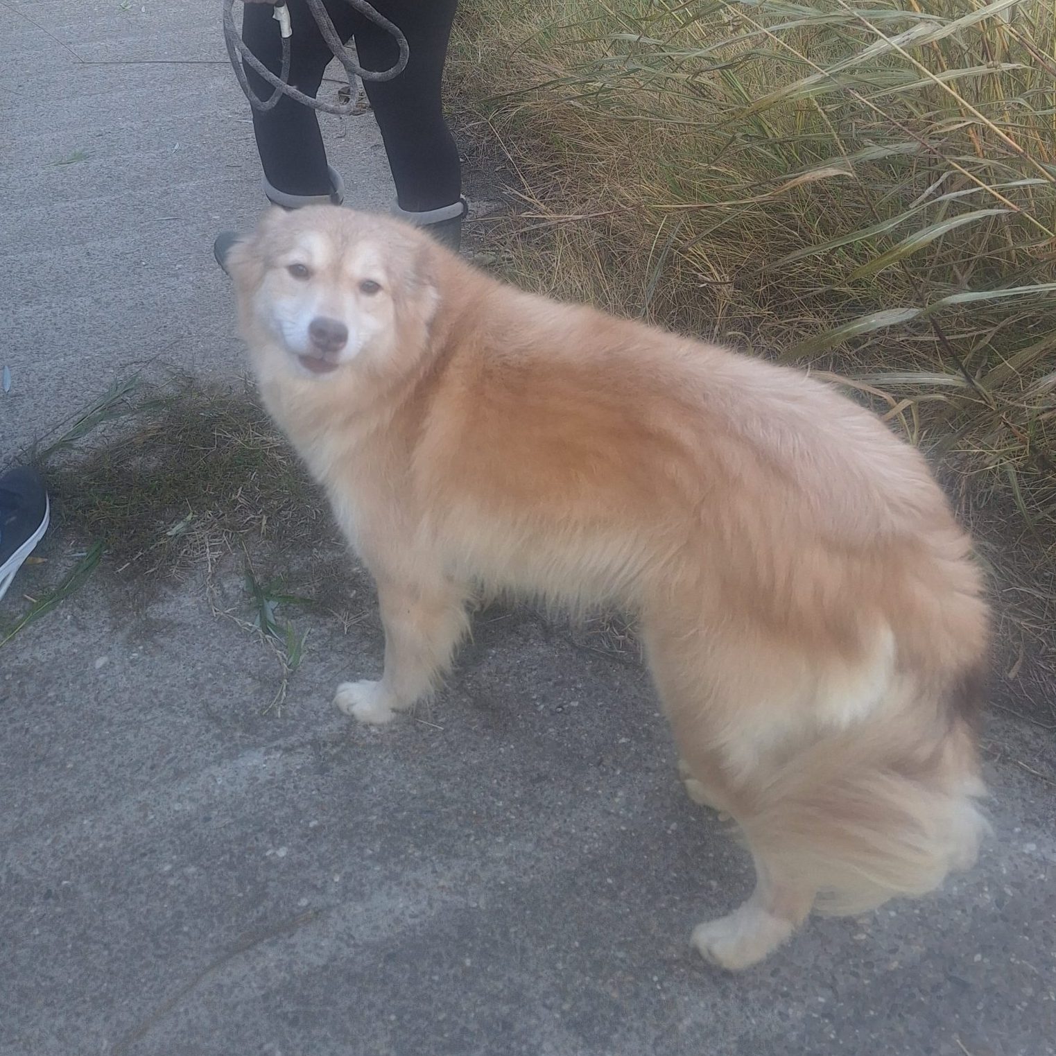 Barney, a 6 years old male Unknown available for adoption from Stray2me Rescue in Romania