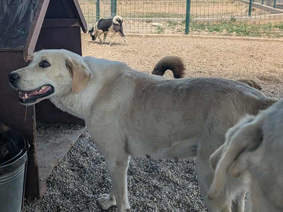 Alfa, a 7 years old female Labrador X available for adoption from Stray2me Rescue in Romania