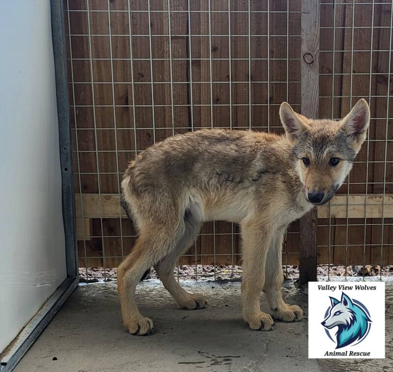 Simba, a Unknown old male Crossbreed available for adoption from Valley View Wolves in Lancashire