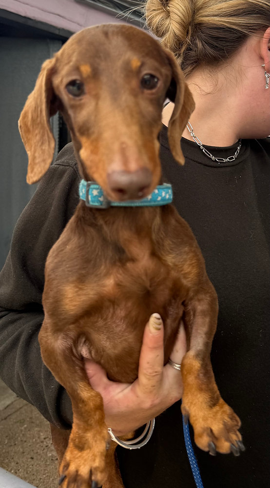 Ralph, a 2 years old male Miniature Dachshund available for adoption from Wallace Kennels in Essex