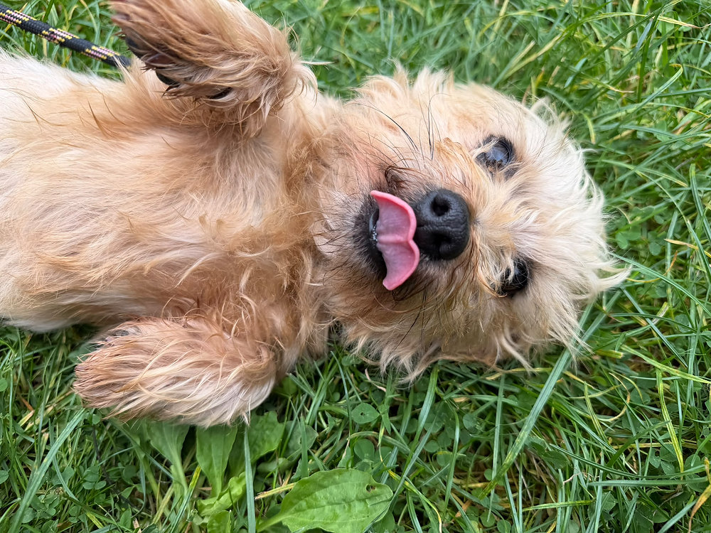 Yorkie, a 4 years old male Yorkshire Terrier available for adoption from Wallace Kennels in Essex