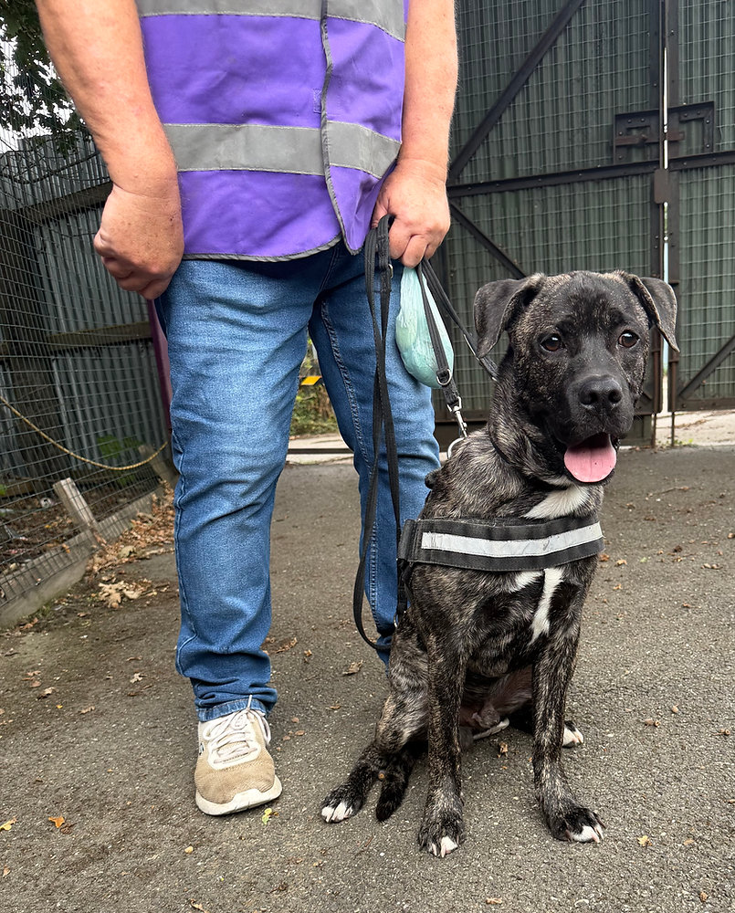 Kenny, a 2 years old male Staffordshire Bull Terrier X available for adoption from Wallace Kennels in Essex