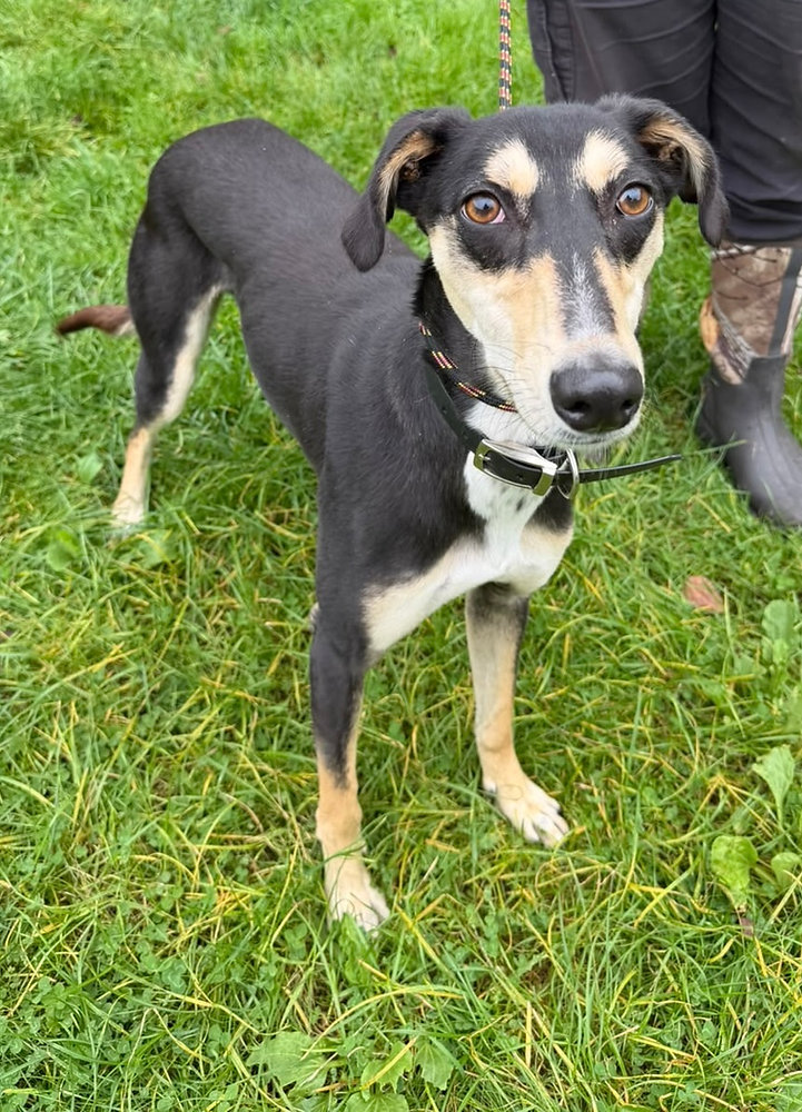 Zulu, a 3 years old male Saluki available for adoption from Wallace Kennels in Essex