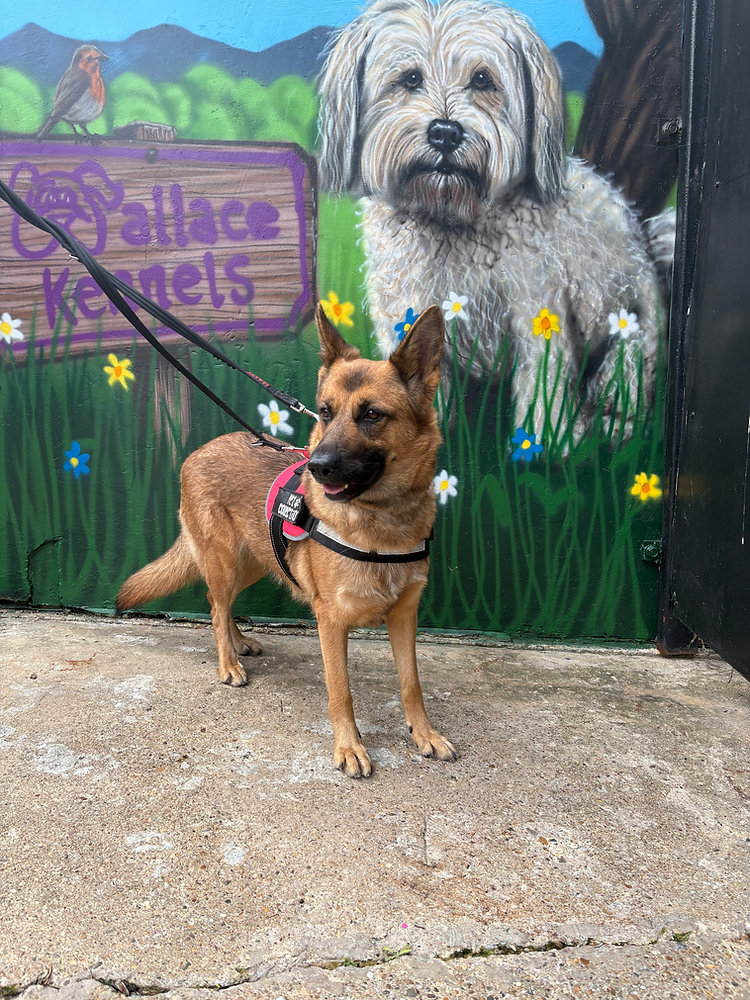 Jelly, a 3 years old female German Shepherd available for adoption from Wallace Kennels in Essex