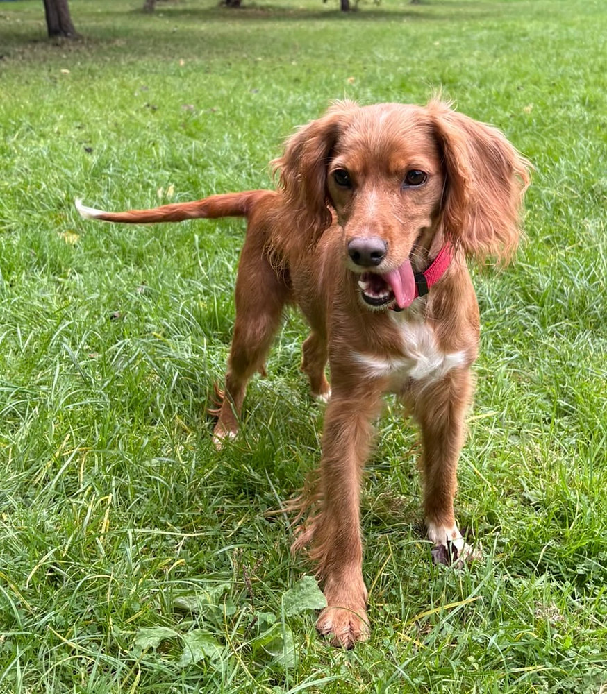 Lily & Tilly, a 5 years old female Cocker Spaniel available for adoption from Wallace Kennels in Essex