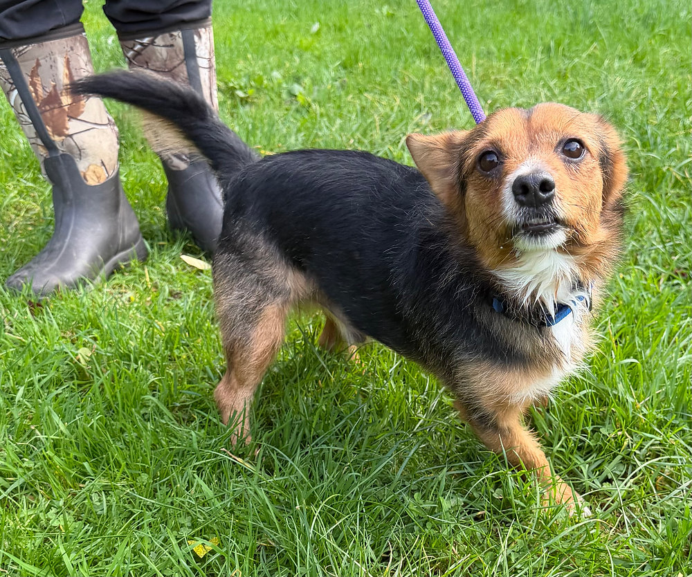 Tobias, a 2 years old male Jack Russell Terrier X available for adoption from Wallace Kennels in Essex