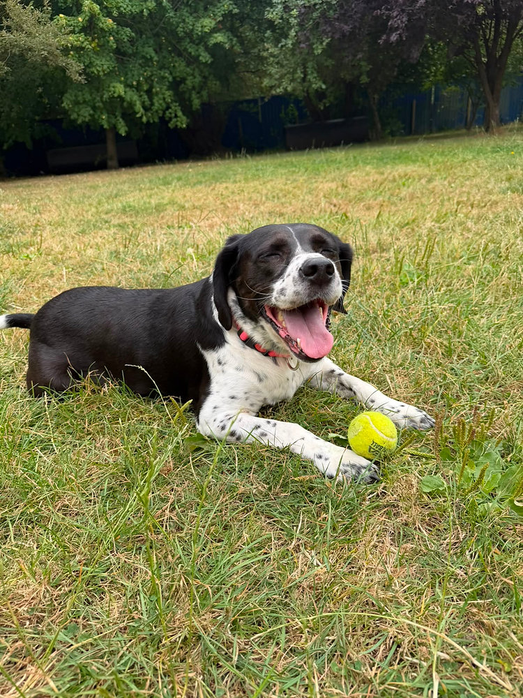 Lottie, a 7 years old female Spaniel X Beagle available for adoption from Wallace Kennels in Essex