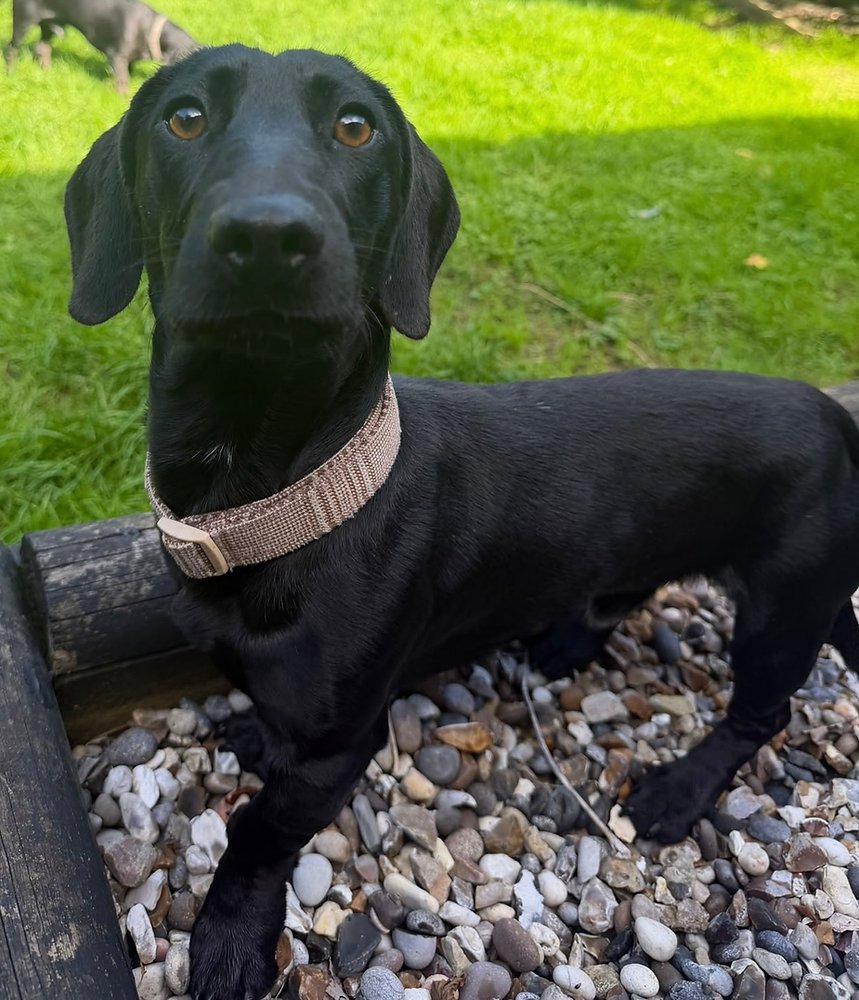 Matty, a 2 years old male Dachshund available for adoption from Wallace Kennels in Essex