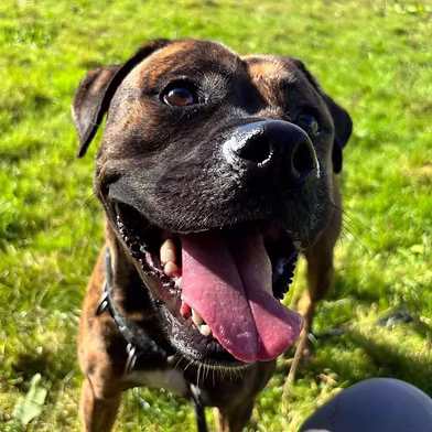 Roxy, a 2 years old female Boxer X Staffordshire Bull Terrier available for adoption from West Wales Poundies in Wales