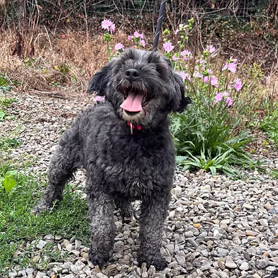 Pixie, a 3 years old female Schnauzer X Poodle available for adoption from West Wales Poundies in Wales