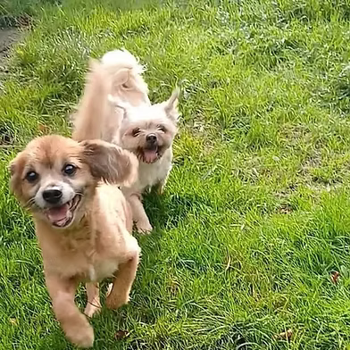 Sheldon and Lola, a 12 years old male Cavalier King Charles Spaniel X Pomeranian available for adoption from West Wales Poundies in Wales