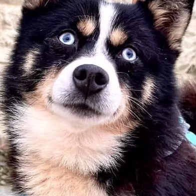Archie, a 7 years old male Siberian Husky X Pomeranian available for adoption from West Wales Poundies in Wales