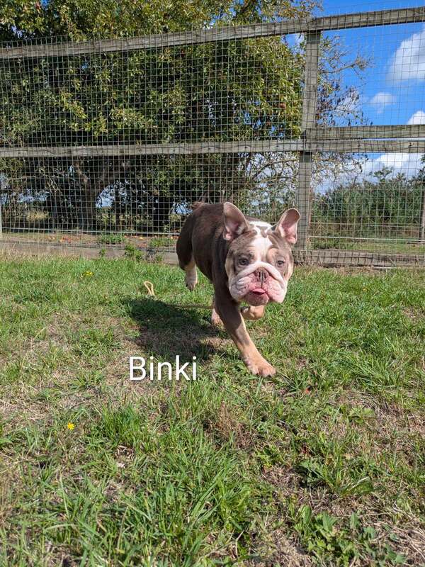 Binki, a 1 year old female Bulldog available for adoption from Willowdale Farm in Cambridgeshire