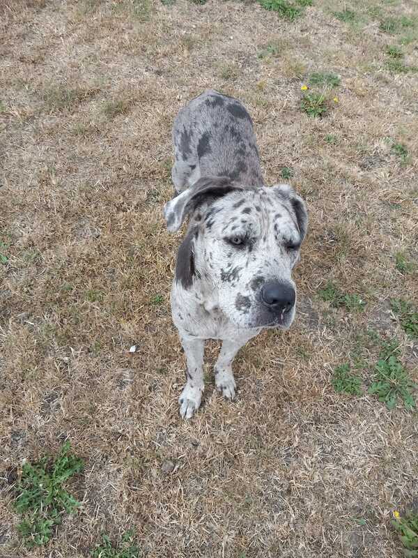 Candy, a 7 months old female Great Dane X Mastiff available for adoption from Willowdale Farm in Cambridgeshire