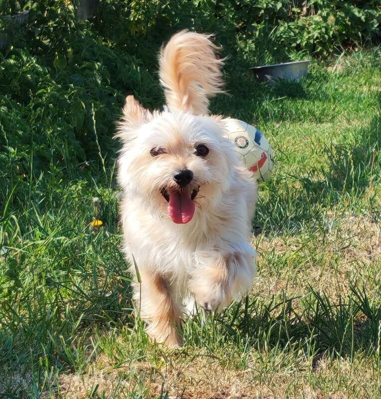 Pixie, a 8 years old female Yorkshire Terrier X available for adoption from Willowdale Farm in Cambridgeshire