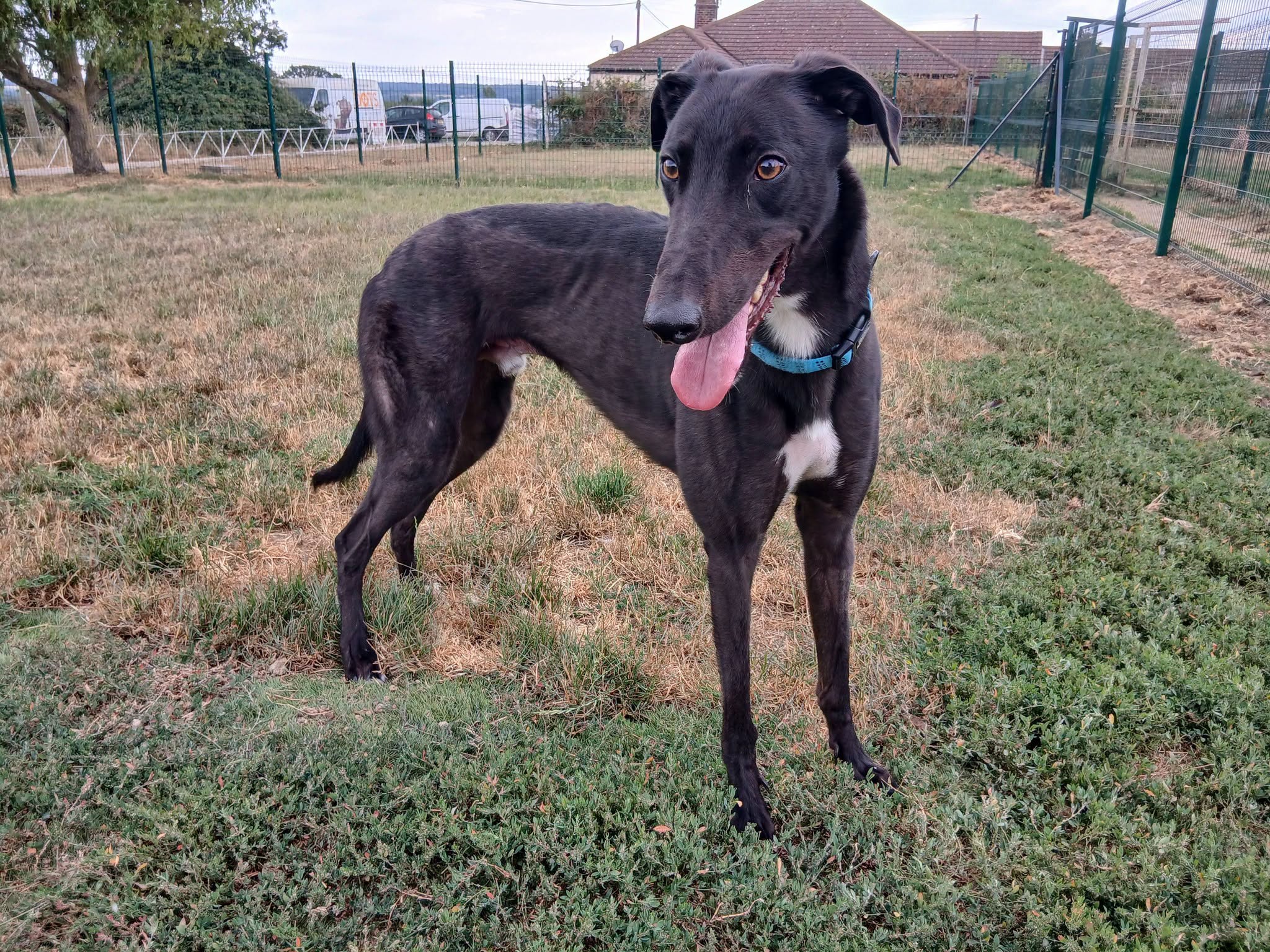 Rocky, a 2 years old male Greyhound available for adoption from WK Retired Greyhounds in Essex
