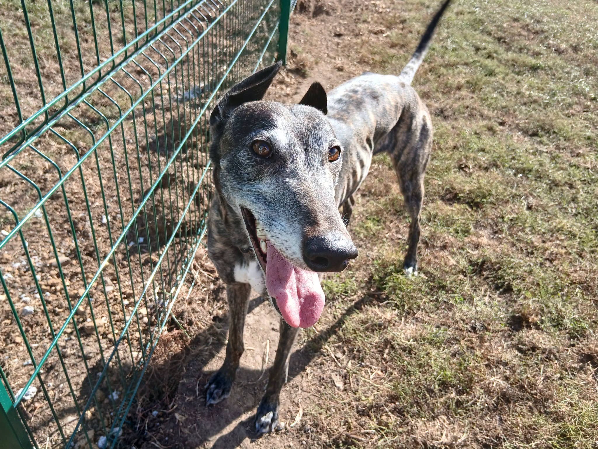 Flora, a 4 years old female Greyhound available for adoption from WK Retired Greyhounds in Essex