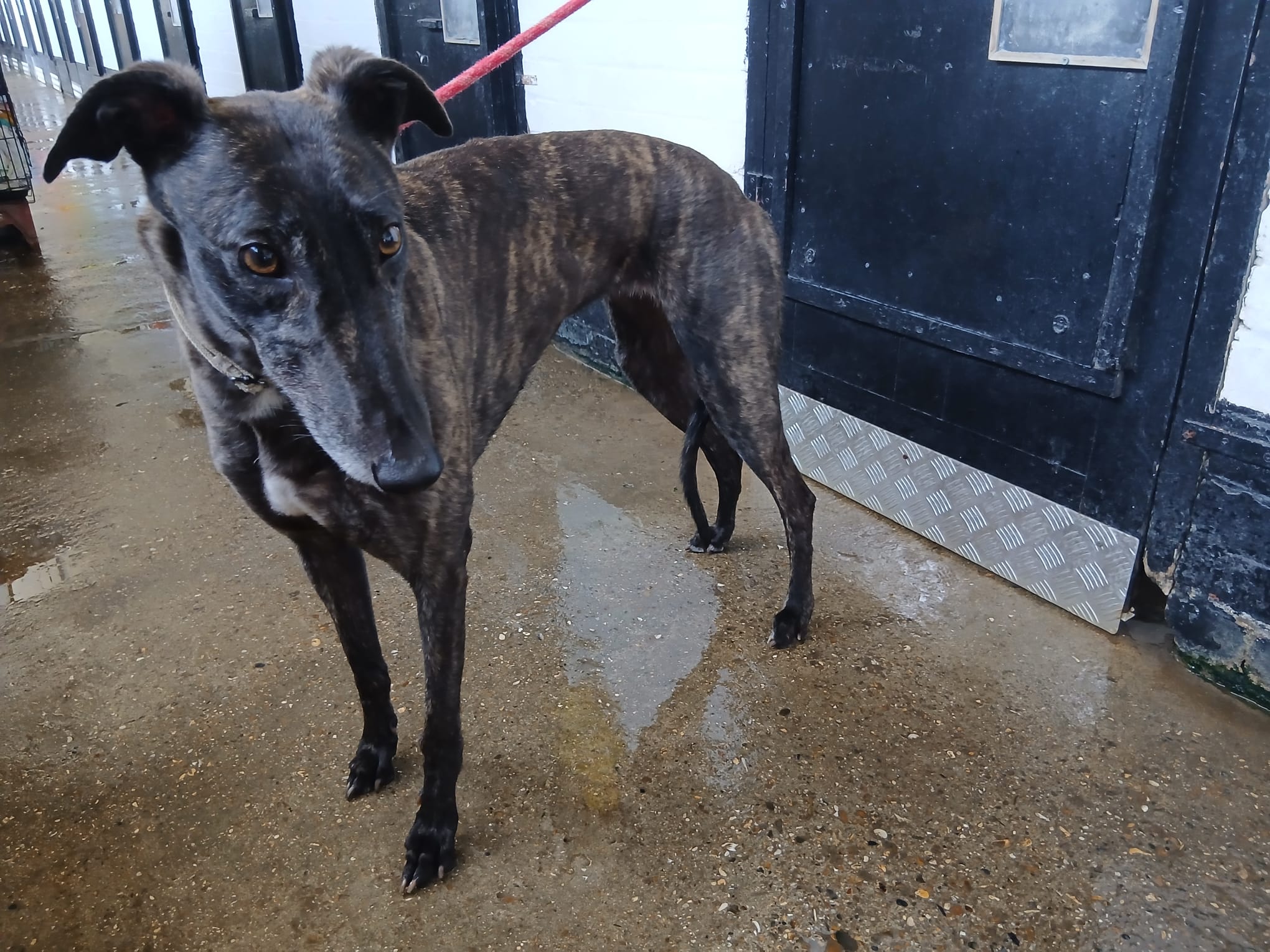 Anna, a Unknown old female Greyhound available for adoption from WK Retired Greyhounds in Essex