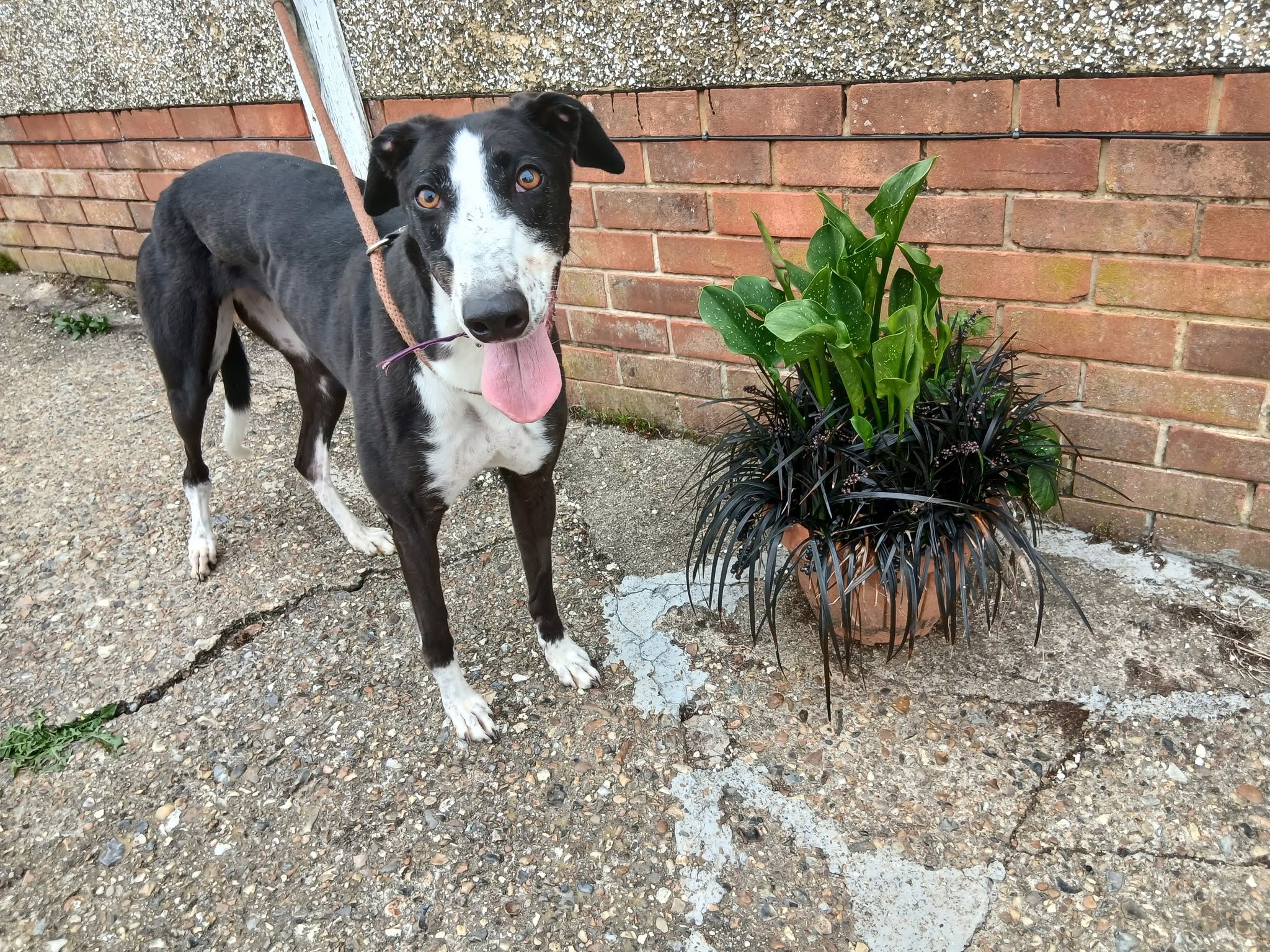 Anna, a 2 years old female Greyhound available for adoption from WK Retired Greyhounds in Essex