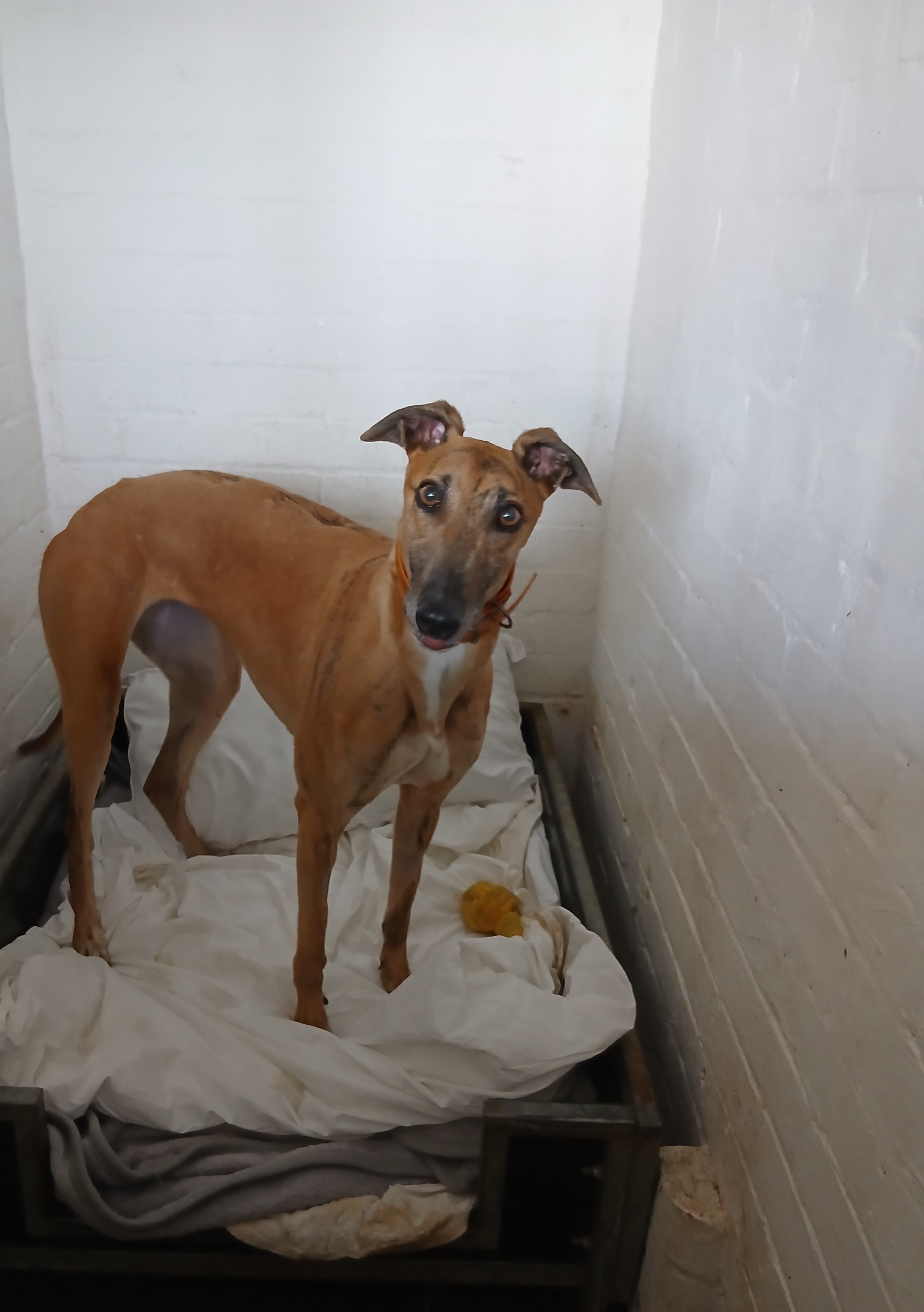 Izzy, a 3 years old female Greyhound available for adoption from WK Retired Greyhounds in Essex