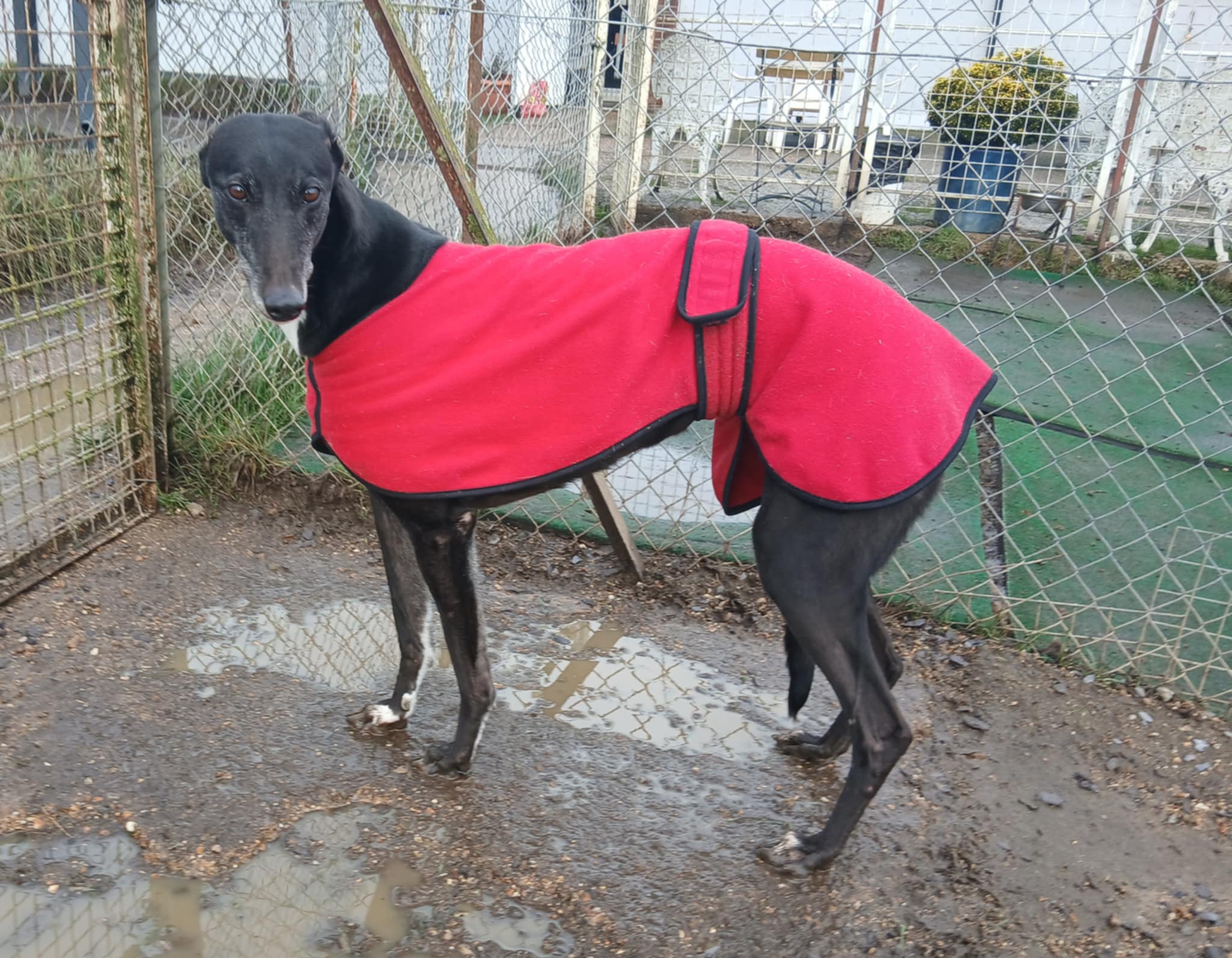 Penny, a 6 years old female Greyhound available for adoption from WK Retired Greyhounds in Waltham Abbey, Essex