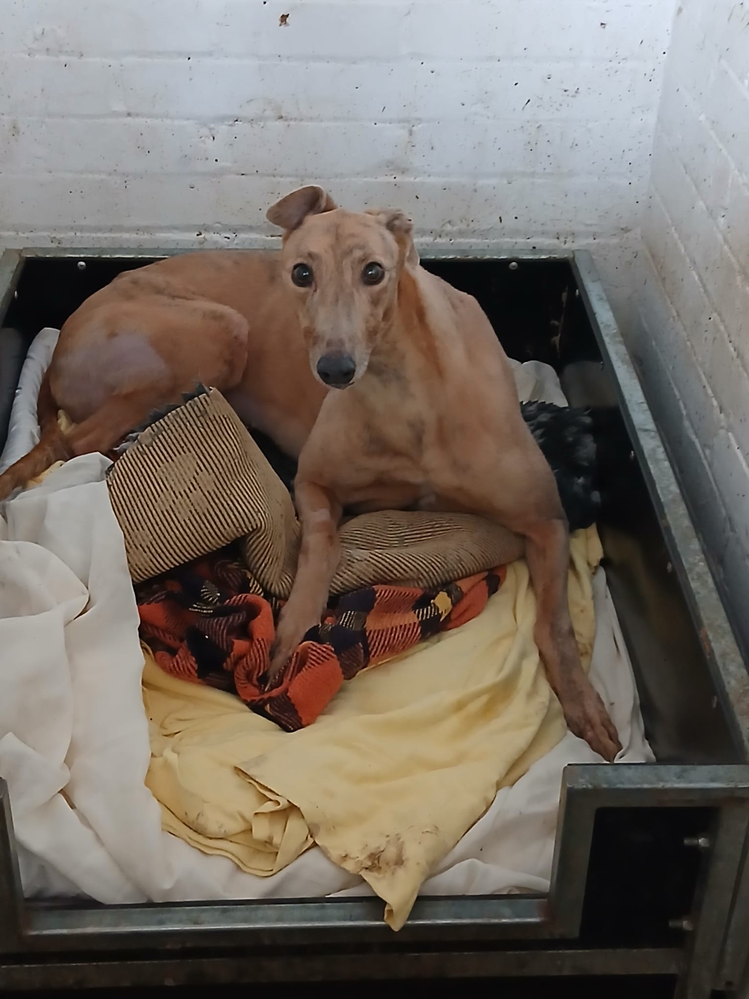 Abbi, a 4 years old female Greyhound available for adoption from WK Retired Greyhounds in Essex