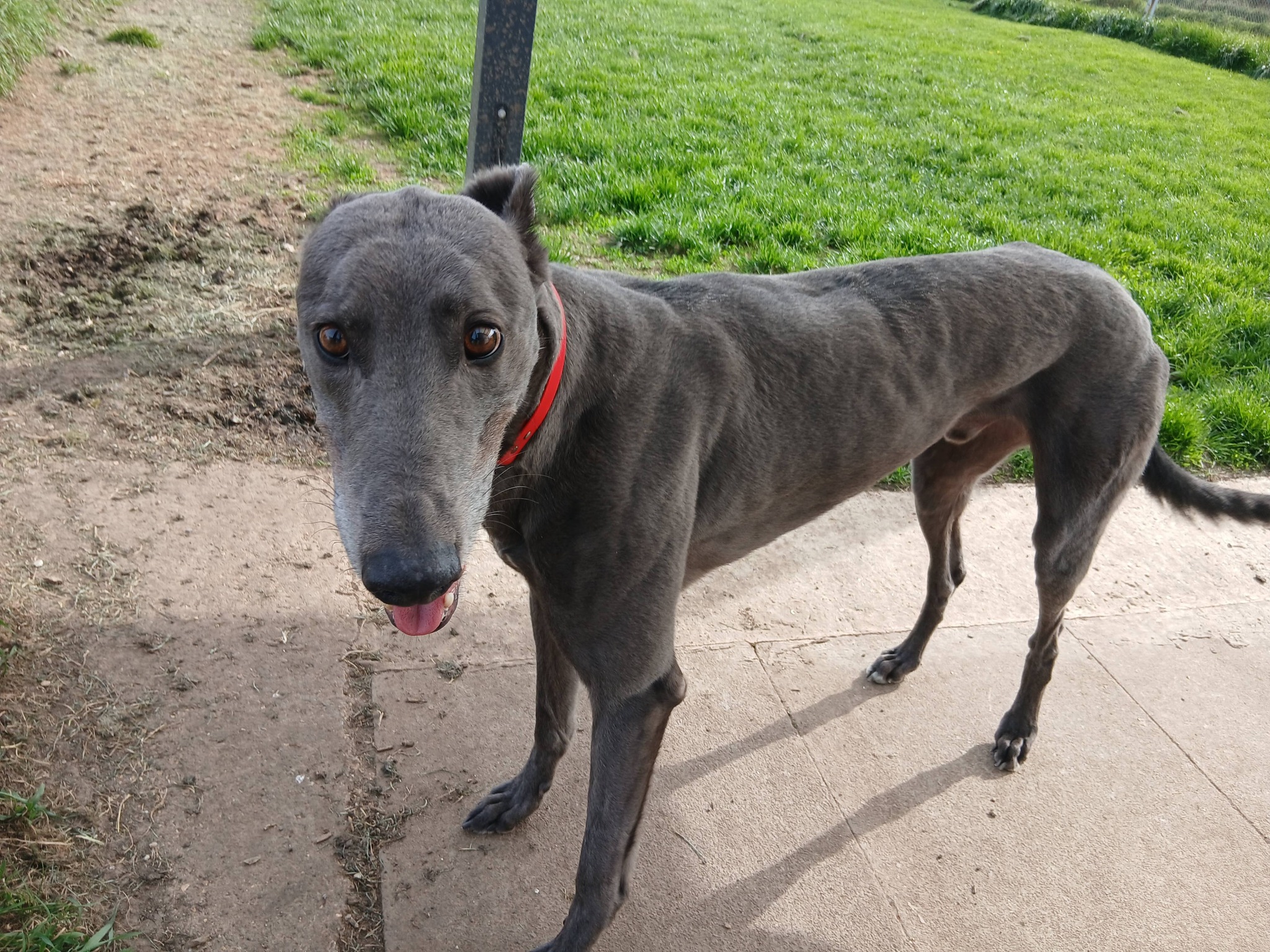 Sid, a 5 years old male Greyhound available for adoption from WK Retired Greyhounds in Essex