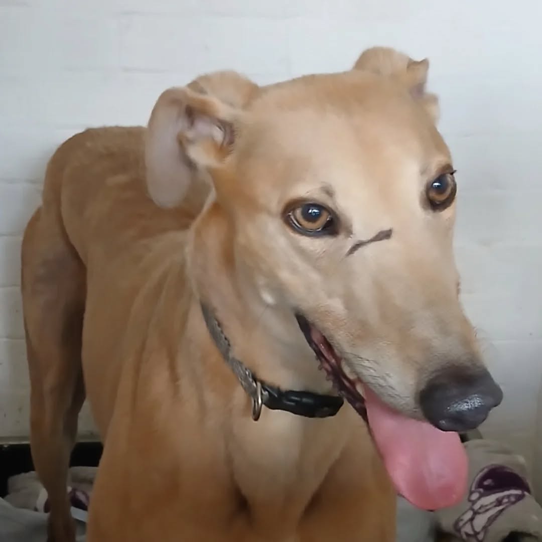 Luke, a 3 years old male Greyhound available for adoption from WK Retired Greyhounds in Essex
