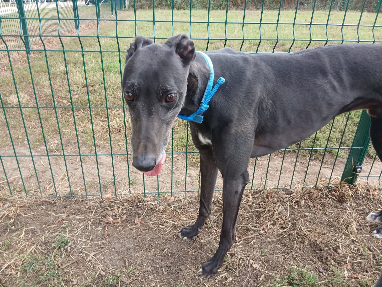 Pat, a 4 years old male Greyhound available for adoption from WK Retired Greyhounds in Essex