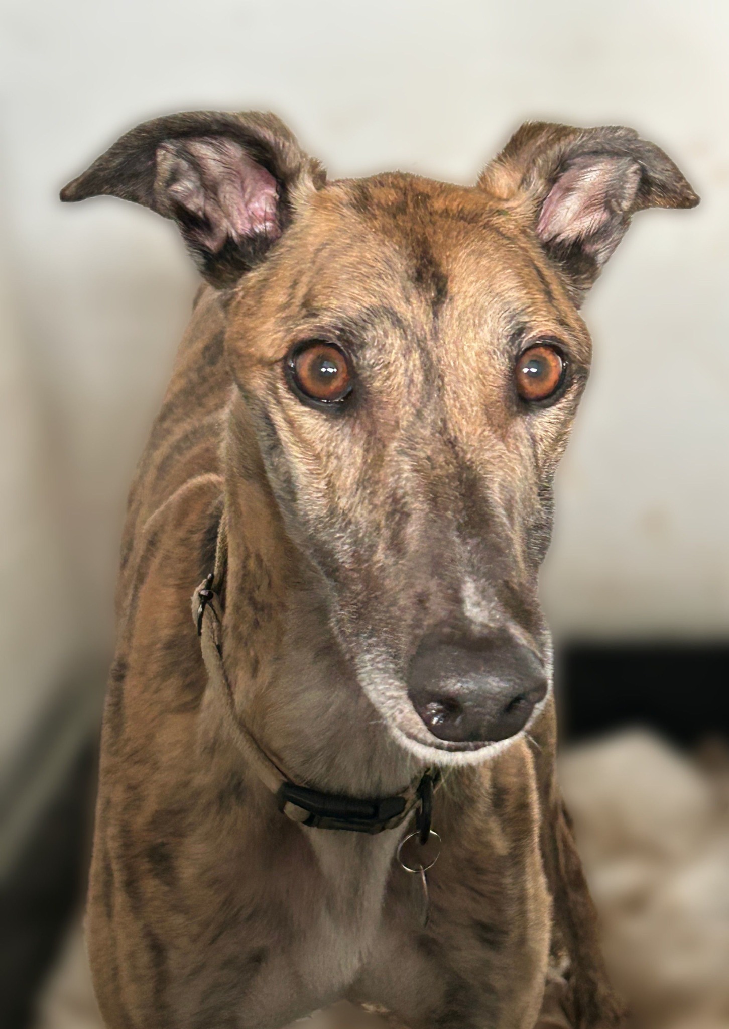Bruno, a 5 years old male Greyhound available for adoption from WK Retired Greyhounds in Waltham Abbey, Essex