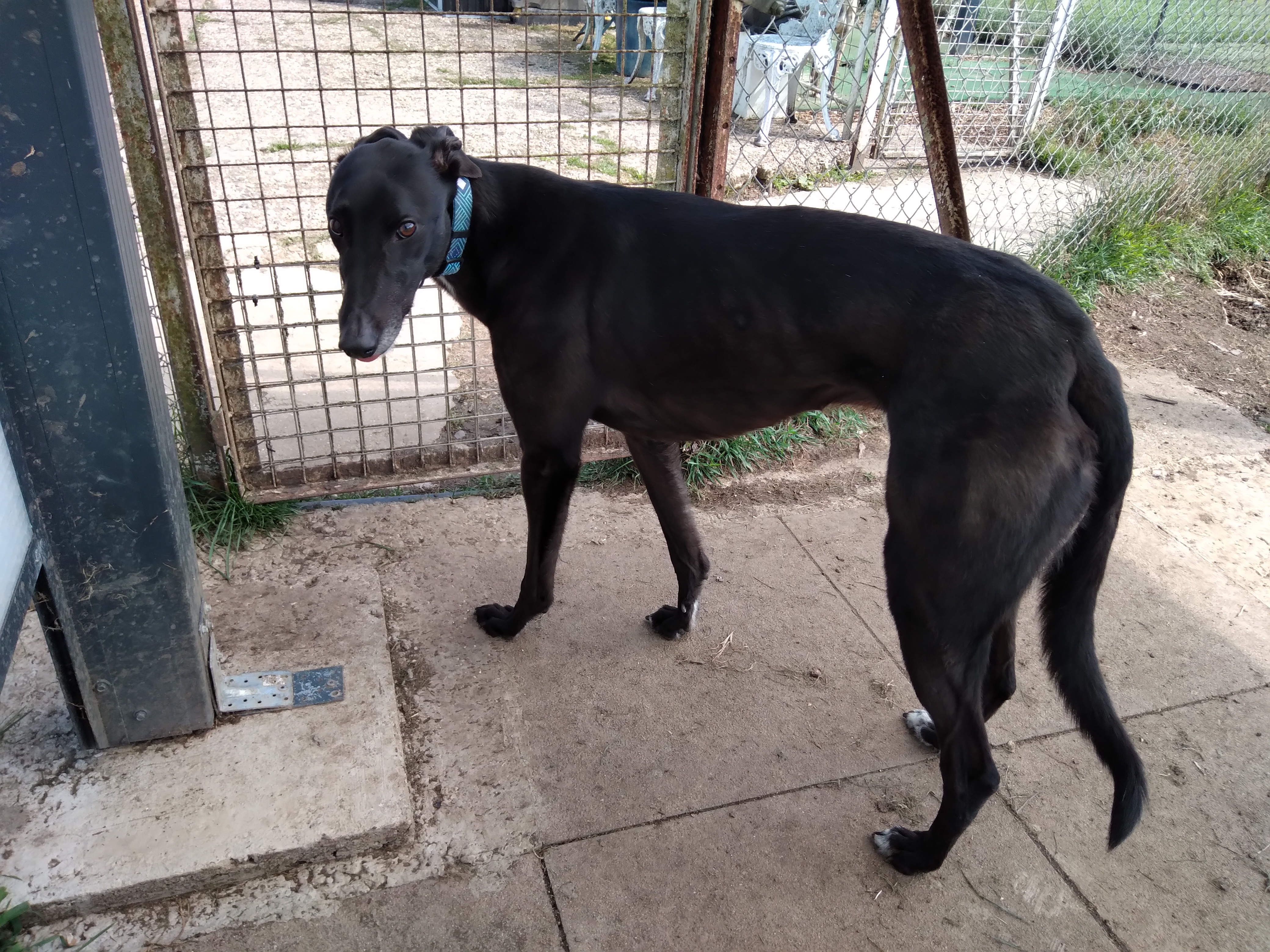 Harry (was Harrison), a 5 years old male Greyhound available for adoption from WK Retired Greyhounds in Waltham Abbey, Essex