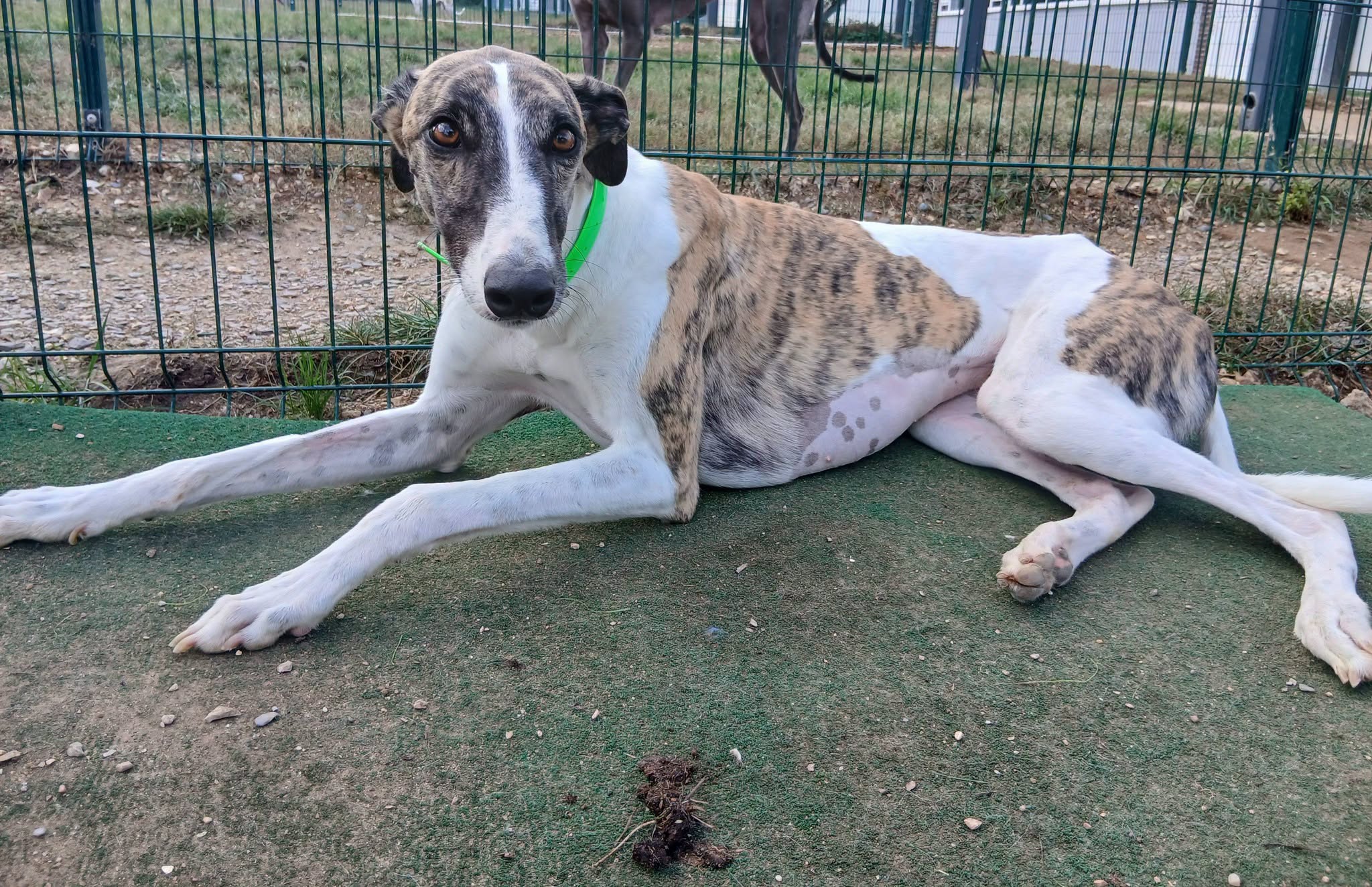 Joe, a male Greyhound available for adoption from WK Retired Greyhounds in Essex