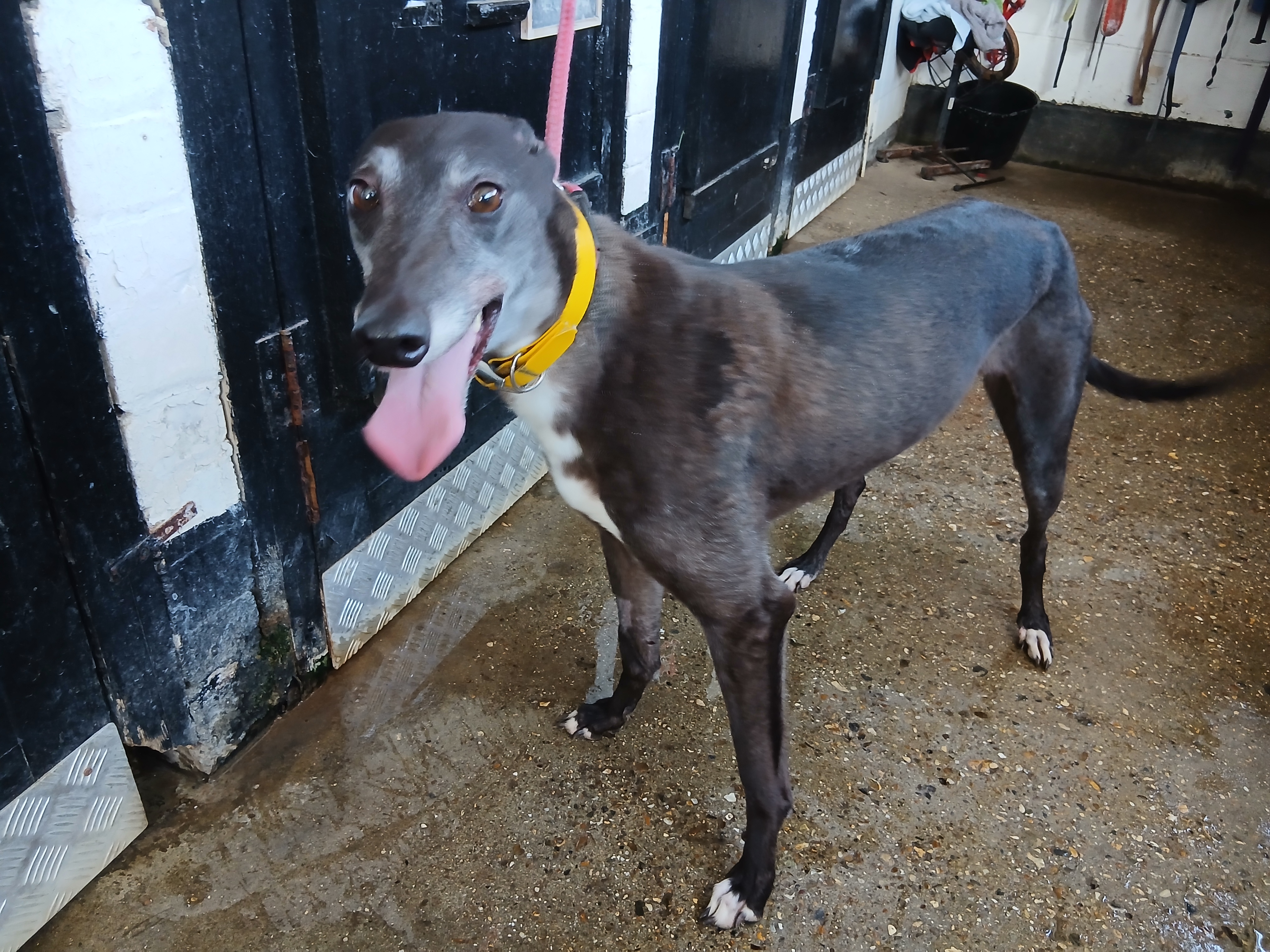 Dina, a 5 years old female Greyhound available for adoption from WK Retired Greyhounds in Essex