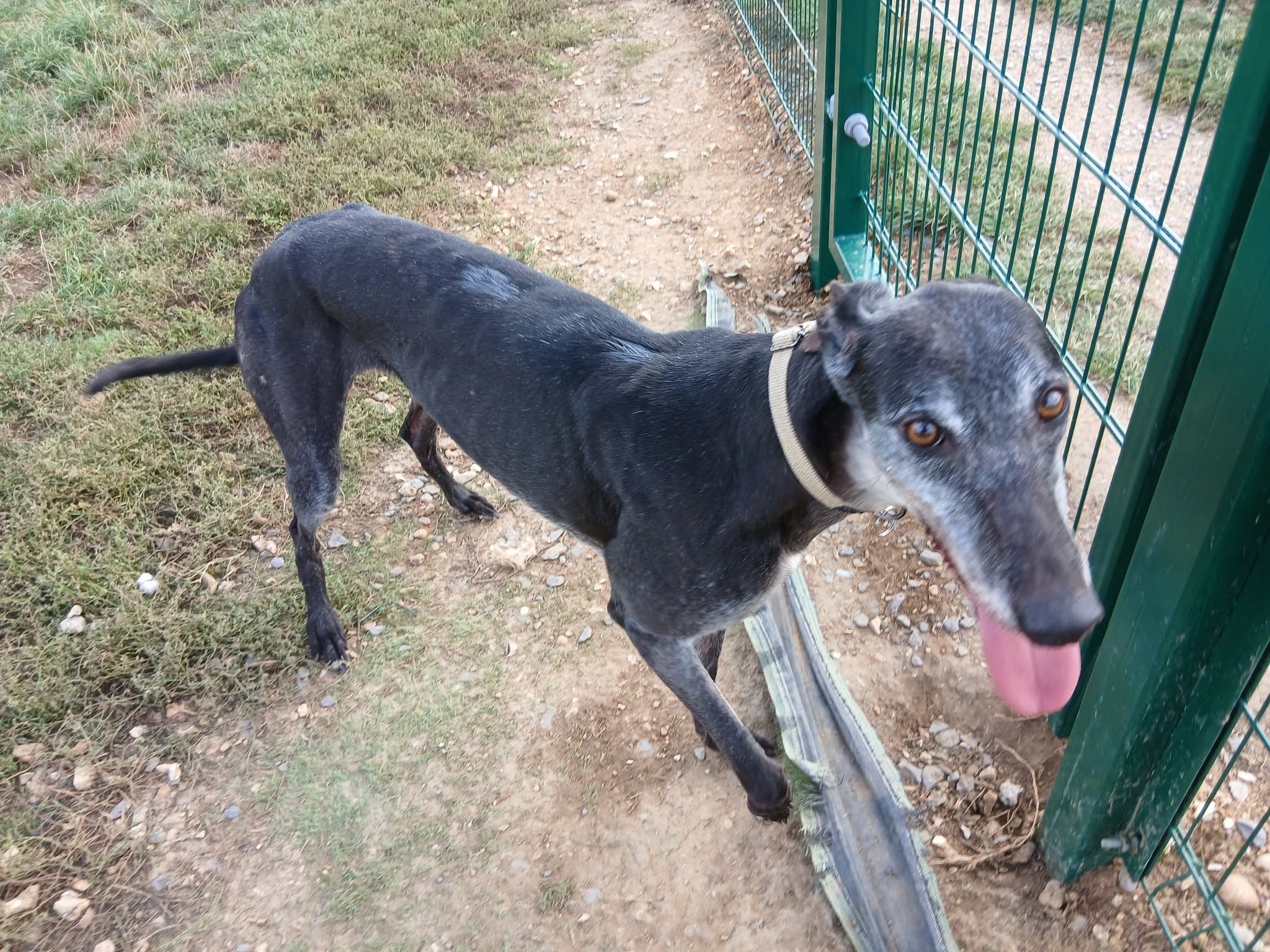 Owl, a 5 years old female Greyhound available for adoption from WK Retired Greyhounds in Essex