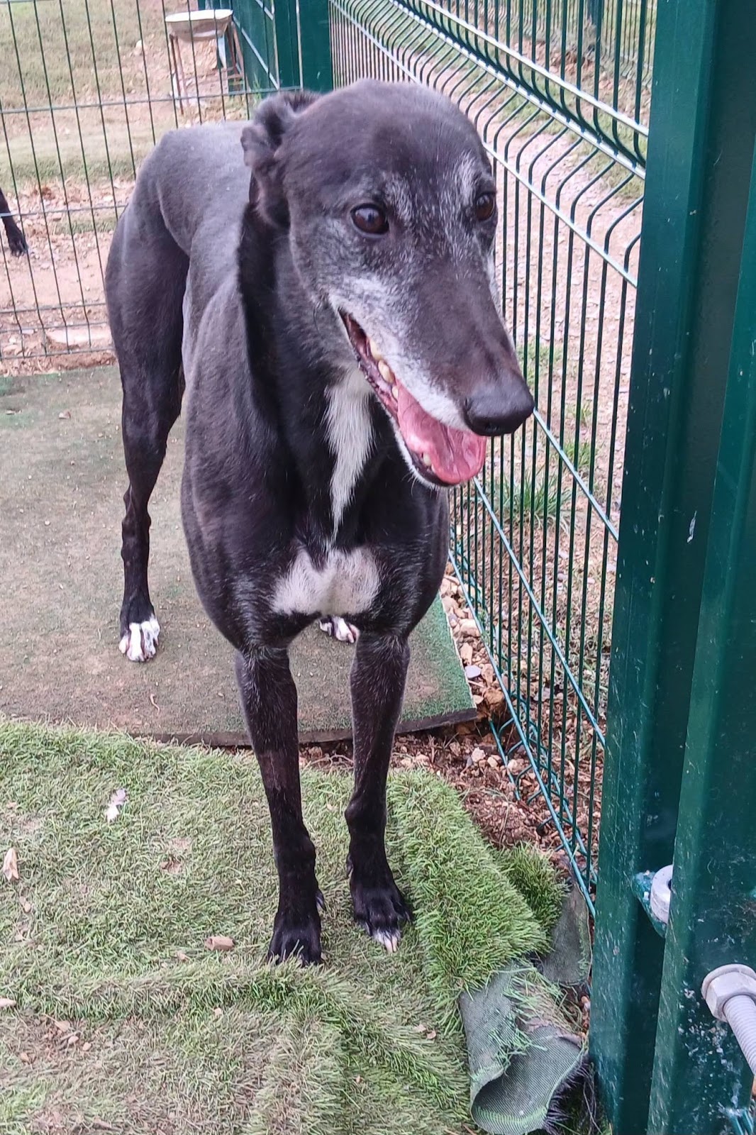 Rebel, a 4 years old male Greyhound available for adoption from WK Retired Greyhounds in Essex