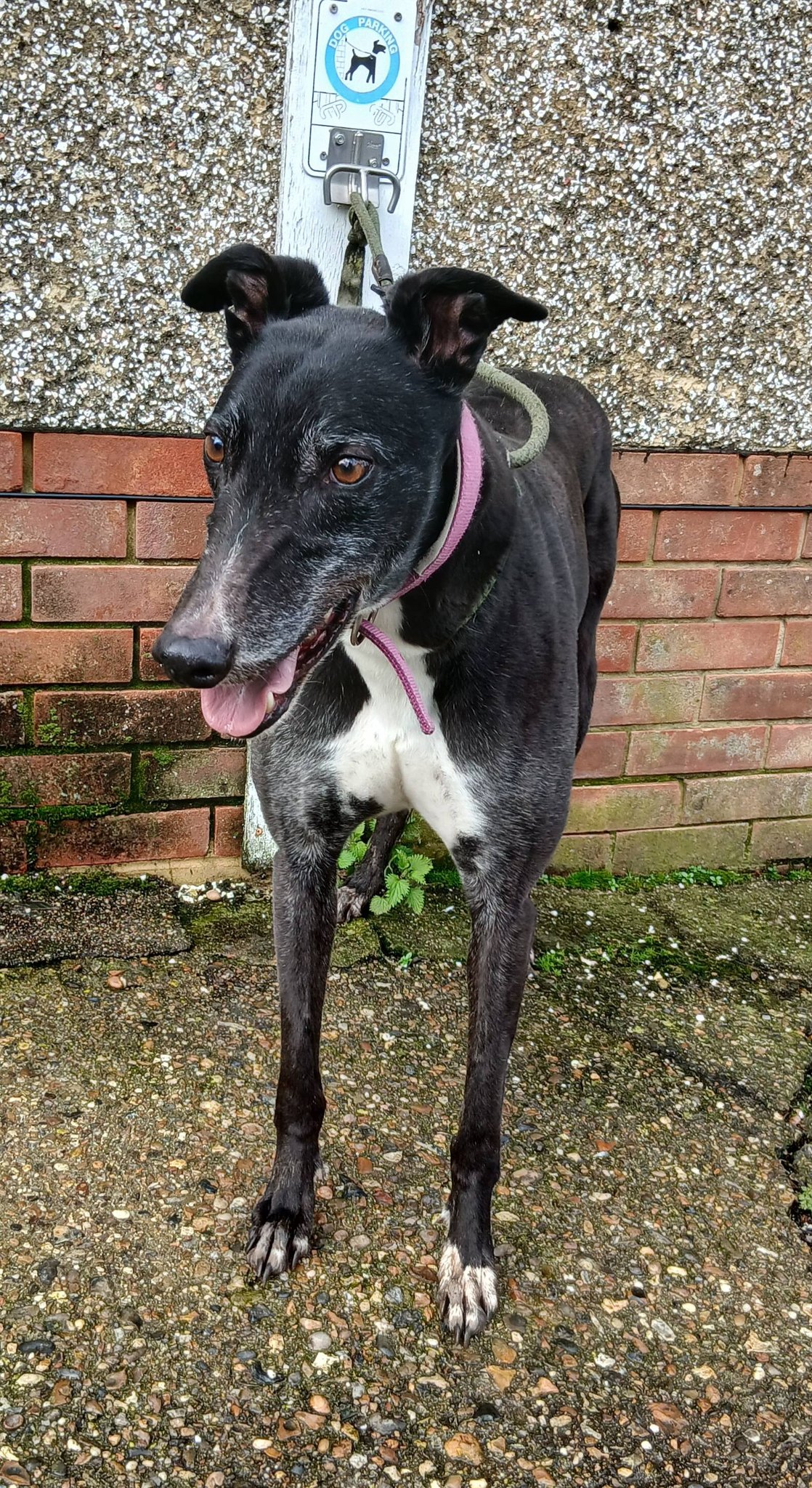 Drummer, a 9 years old male Greyhound available for adoption from WK Retired Greyhounds in Waltham Abbey, Essex