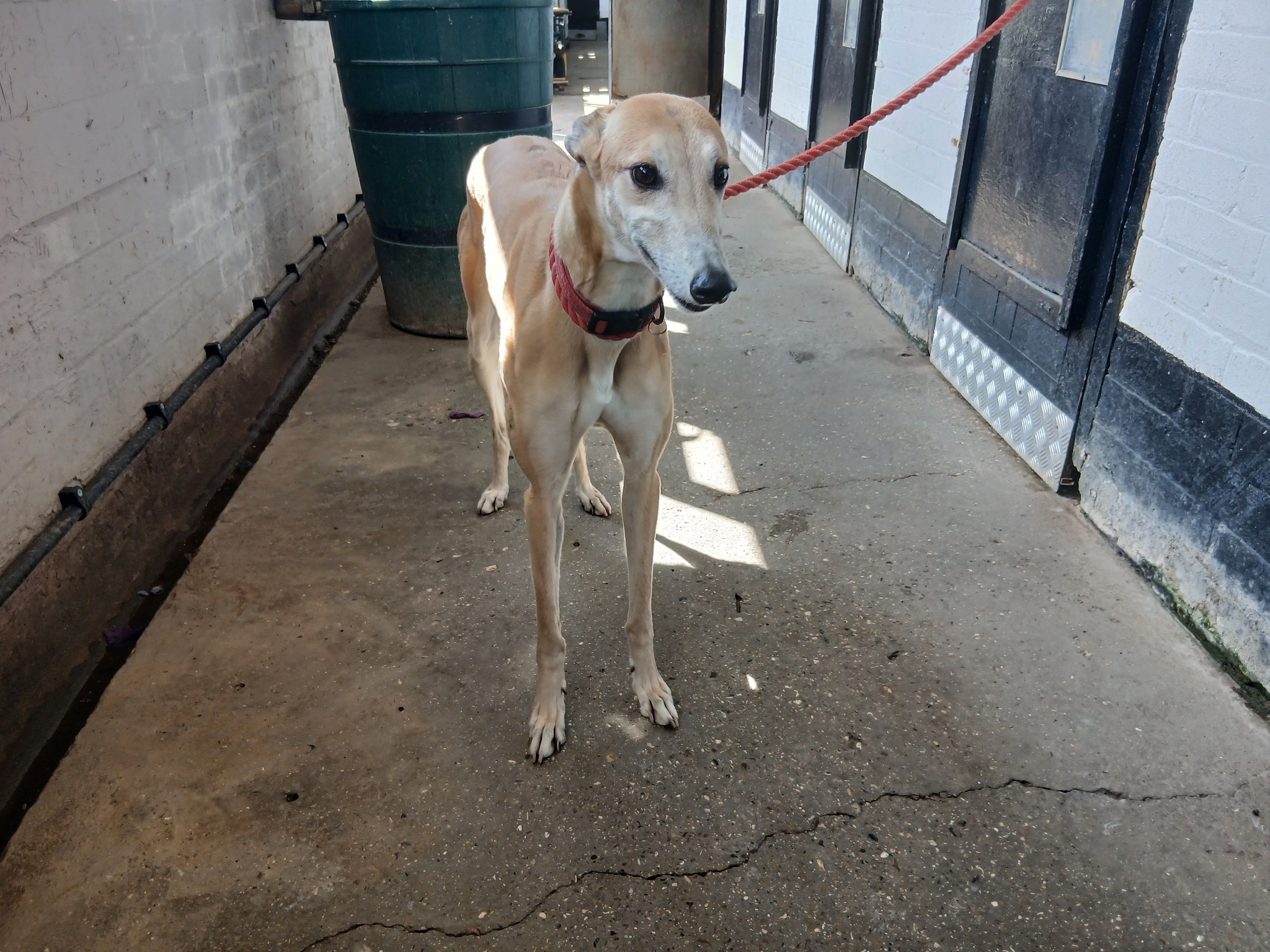 Polly, a 4 years old female Greyhound available for adoption from WK Retired Greyhounds in Essex