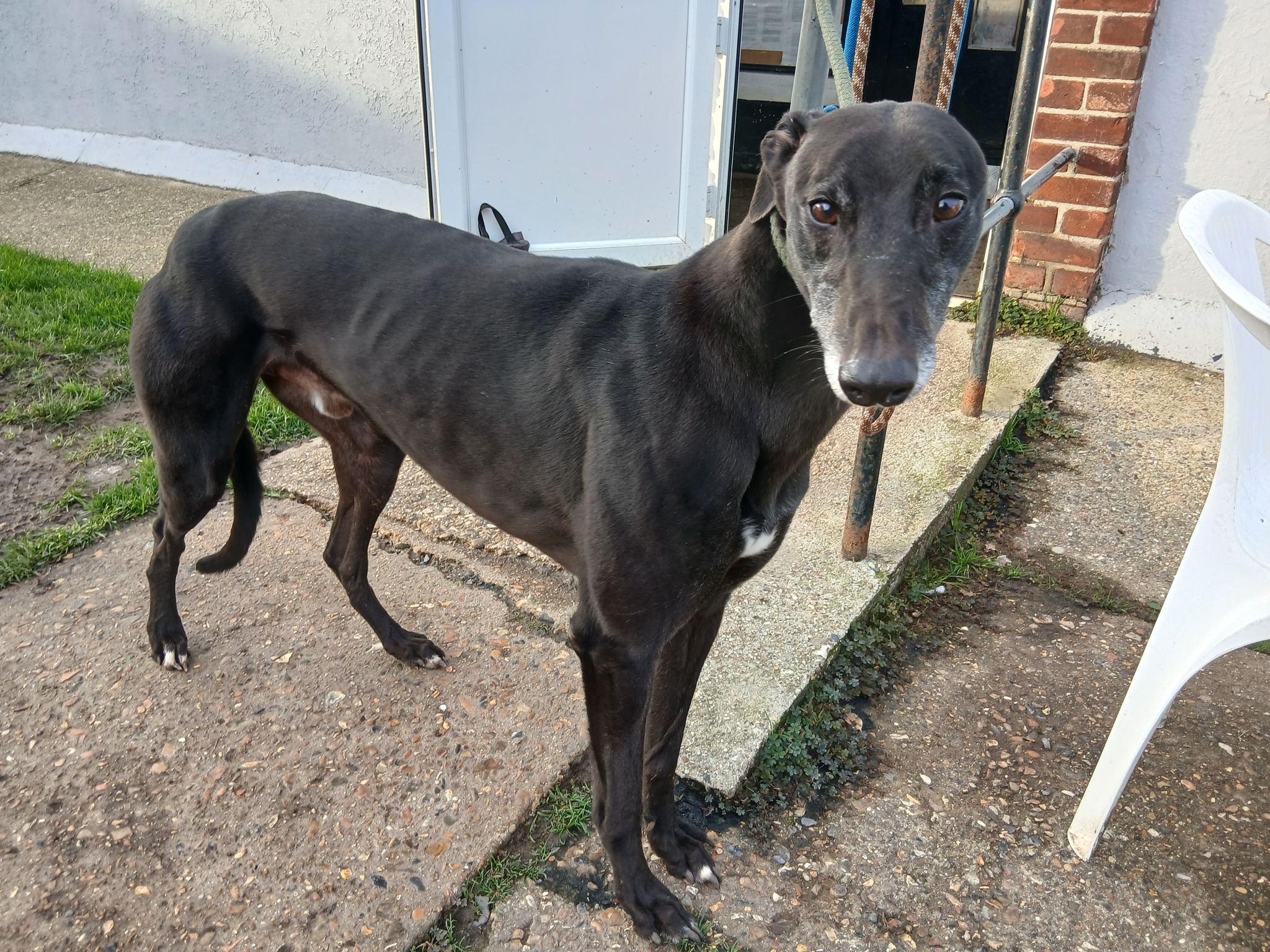 Coco, a 5 years old male Greyhound available for adoption from WK Retired Greyhounds in Essex