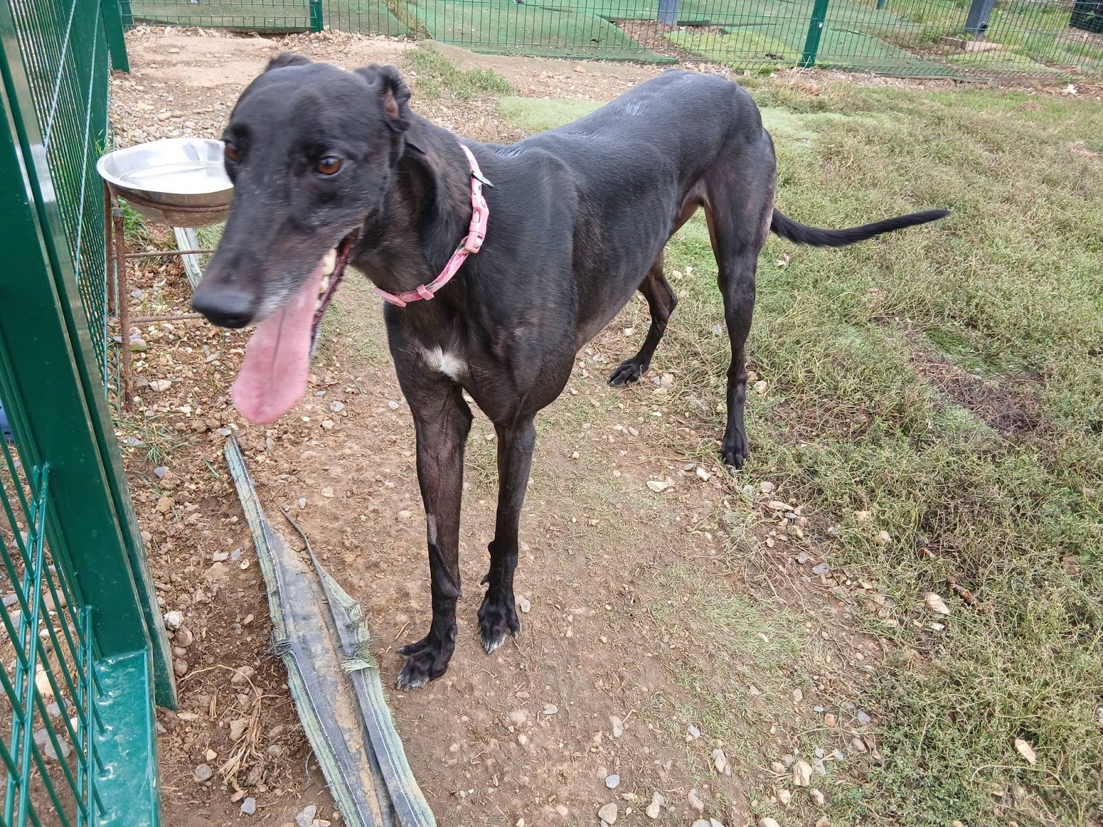 Inky, a 3 years old male Greyhound available for adoption from WK Retired Greyhounds in Essex