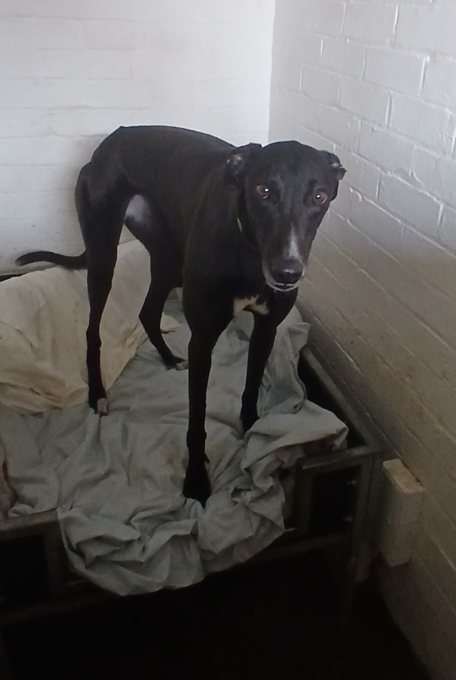 Sky, a 3 years old female Greyhound available for adoption from WK Retired Greyhounds in Essex