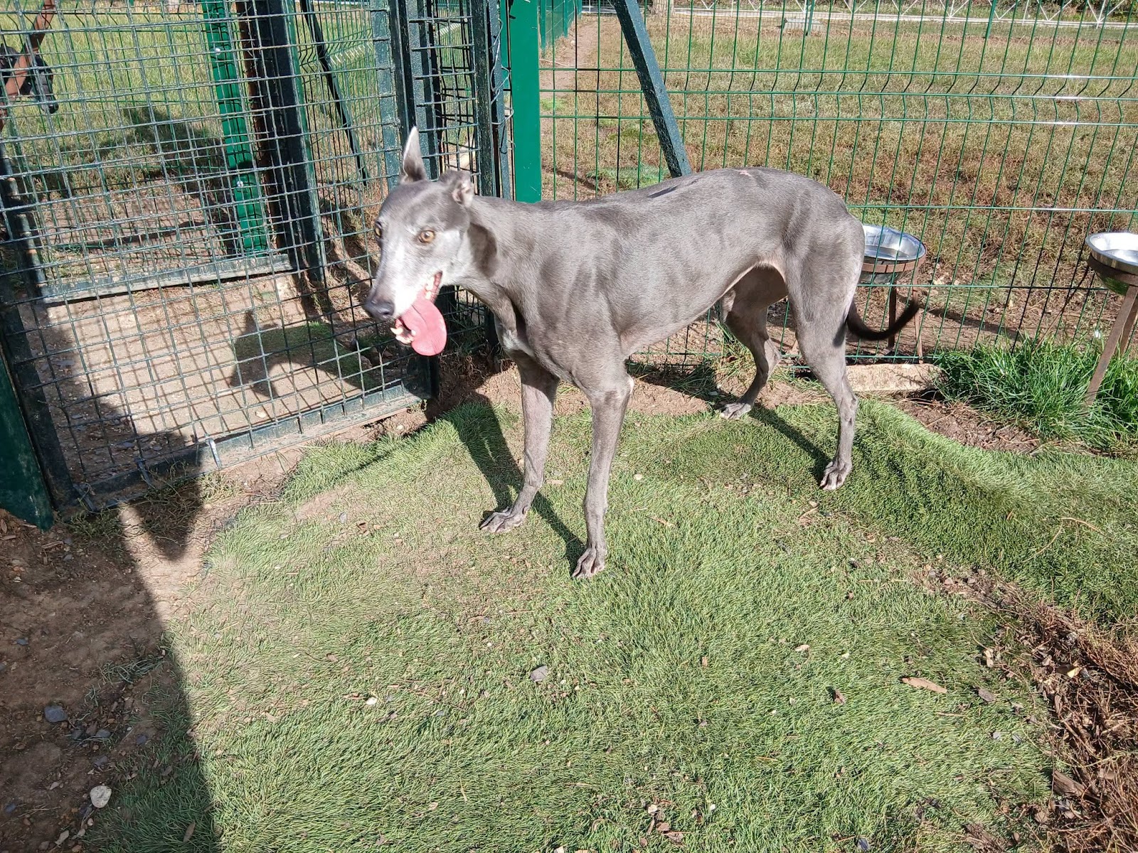Jo, a male Greyhound available for adoption from WK Retired Greyhounds in Essex