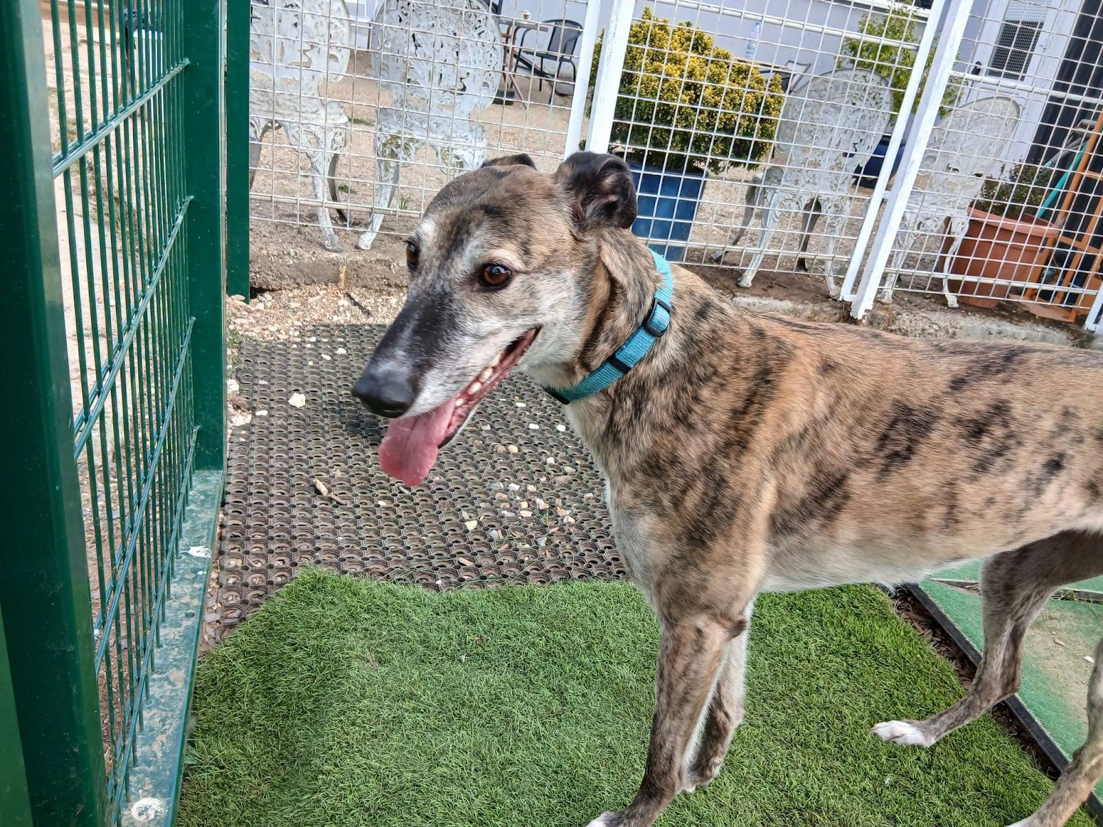 Phoebe, a 4 years old female Greyhound available for adoption from WK Retired Greyhounds in Essex