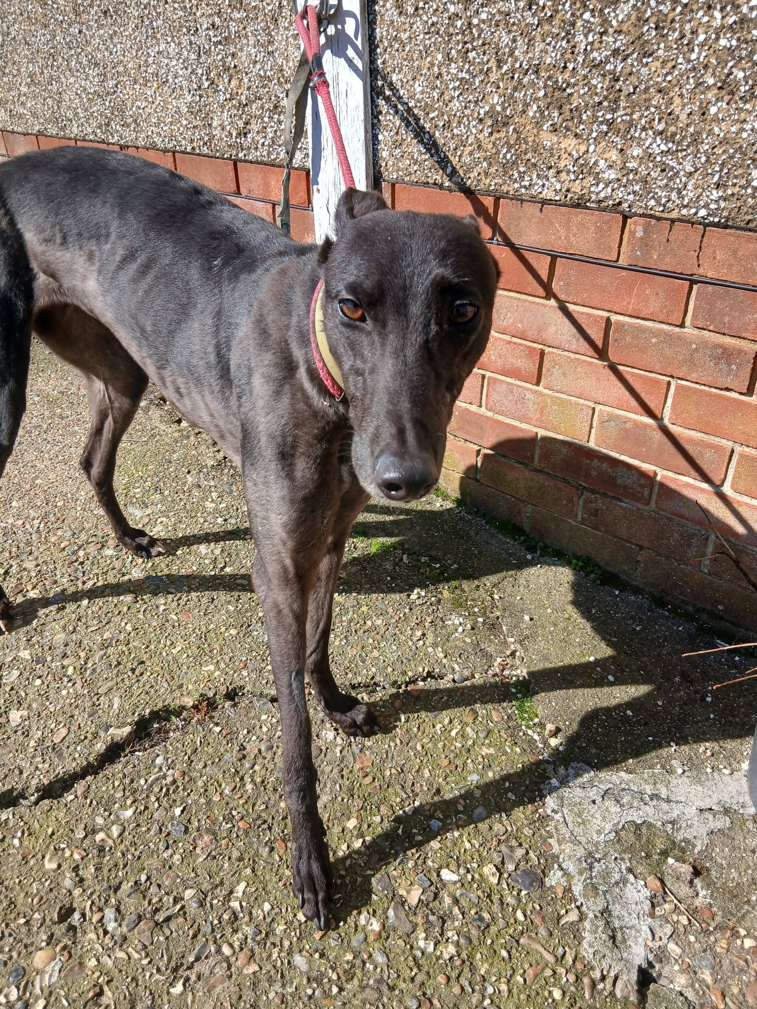 Betty, a 4 years old female Greyhound available for adoption from WK Retired Greyhounds in Essex