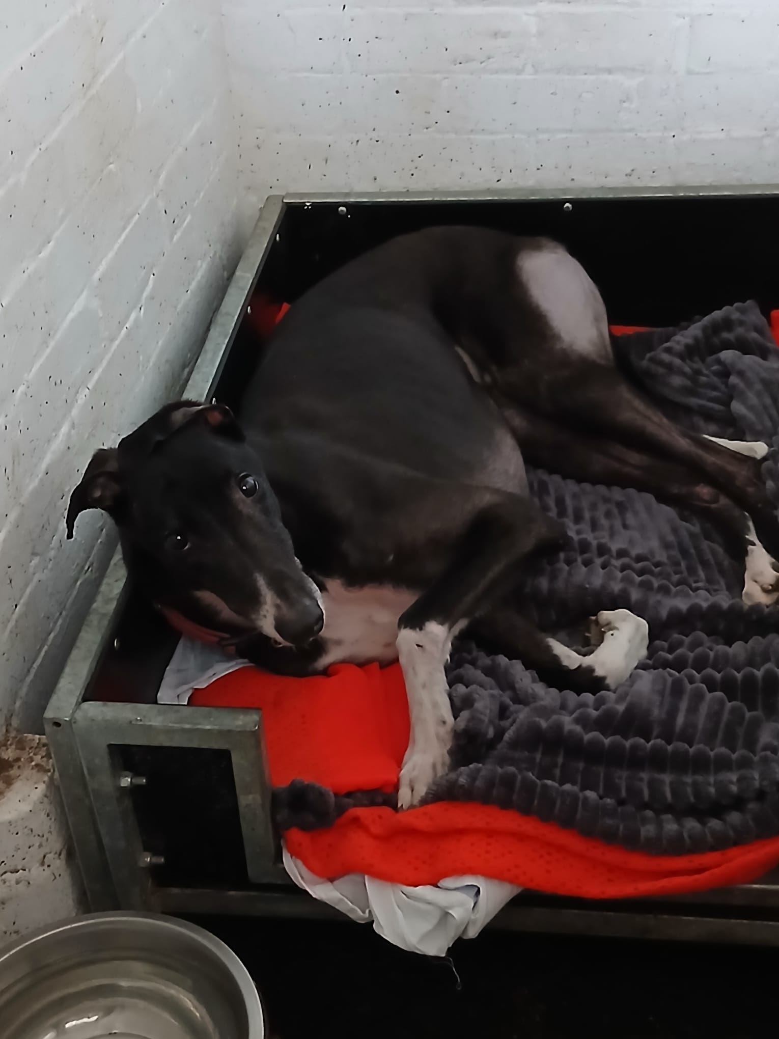 Liam, a 4 years old male Greyhound available for adoption from WK Retired Greyhounds in Waltham Abbey, Essex