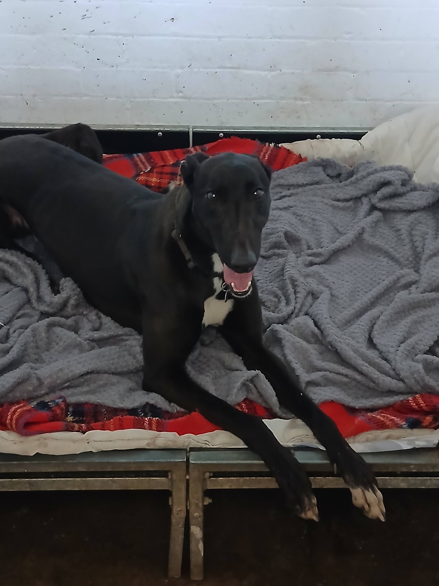 Commanche, a 3 years old male Greyhound available for adoption from WK Retired Greyhounds in Essex