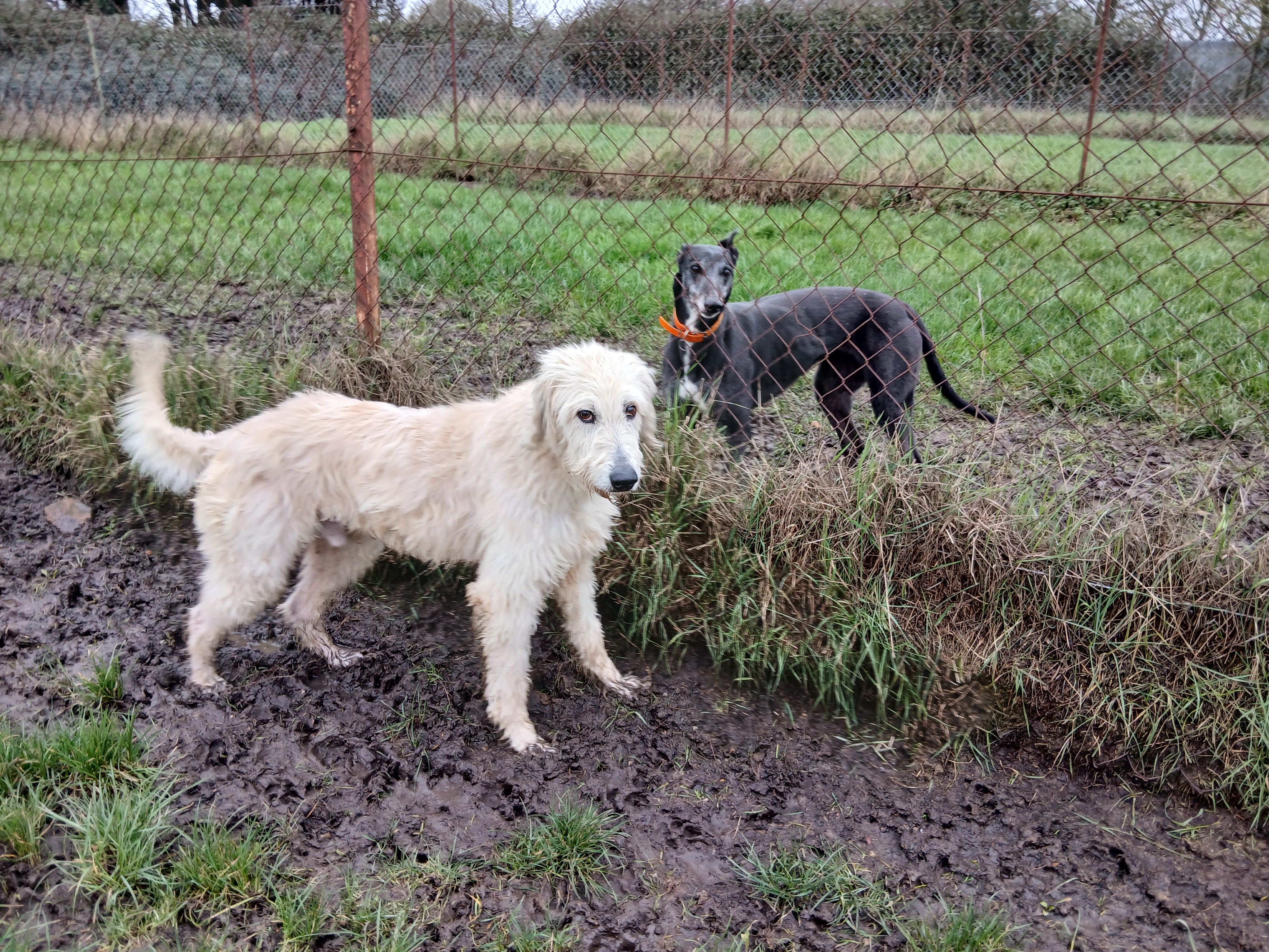 Bailey, a Unknown old male Lurcher available for adoption from WK Retired Greyhounds in Essex
