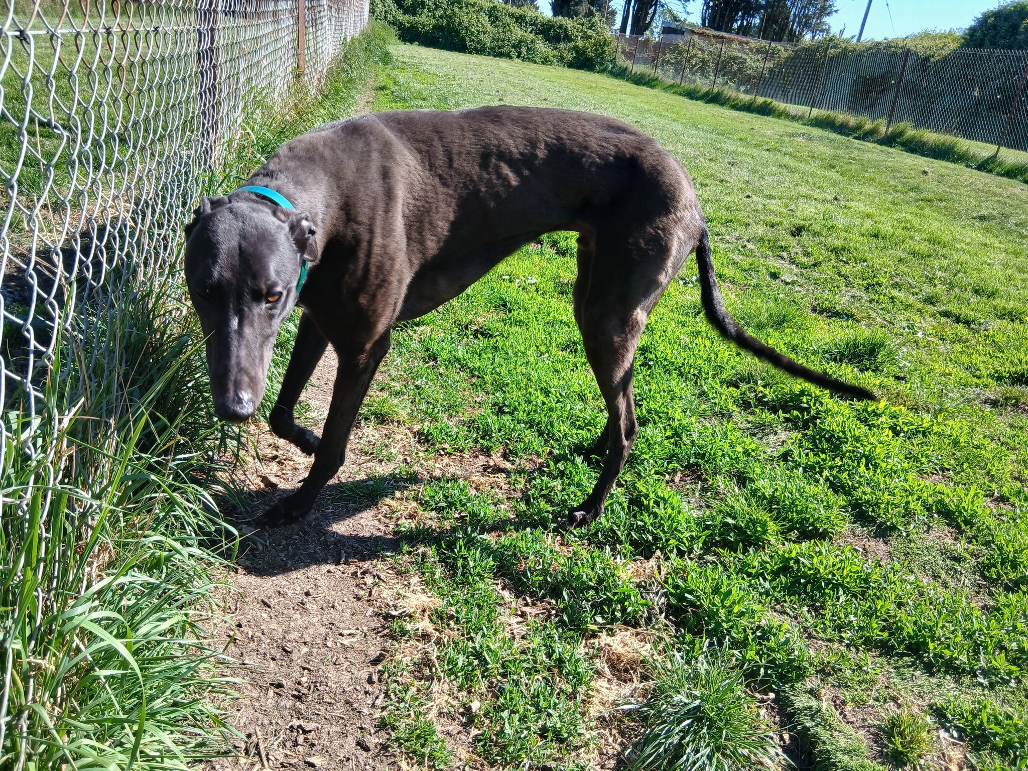 Ben, a 3 years old male Greyhound available for adoption from WK Retired Greyhounds in Essex